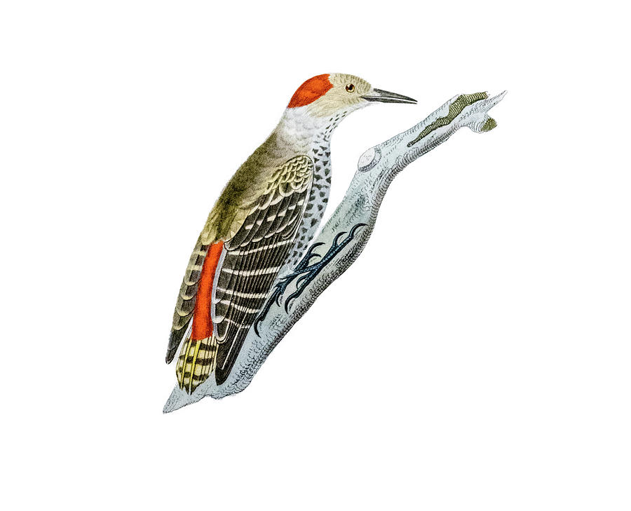 Woodpecker Digital Art - A Red Headed Woodpecker 1 by Douglas Barnett
