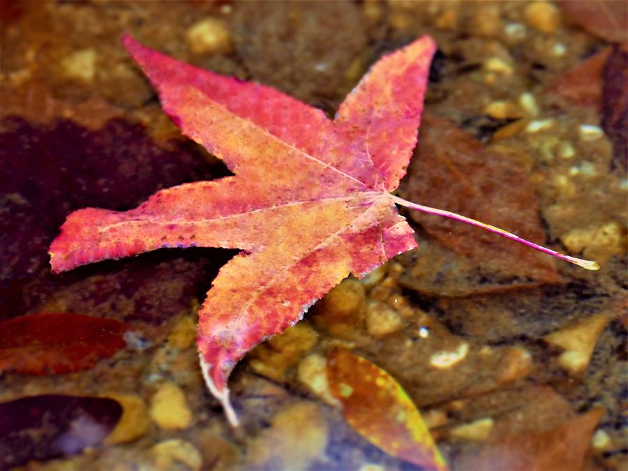 Nature Photograph - A Red Leaf Floating On Water by Tom Horsch Photography
