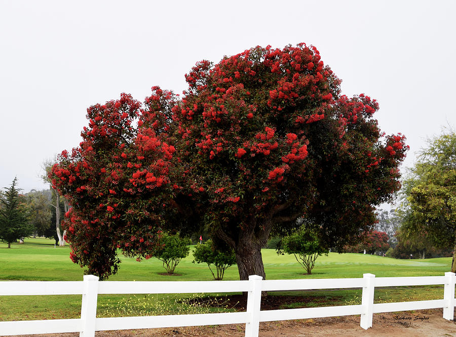 A Red Pin Under A Red Tree at Morro Bay Golf Course Photograph by Barbara Snyder