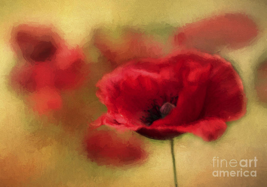A Red Poppy Photograph by Darren Fisher