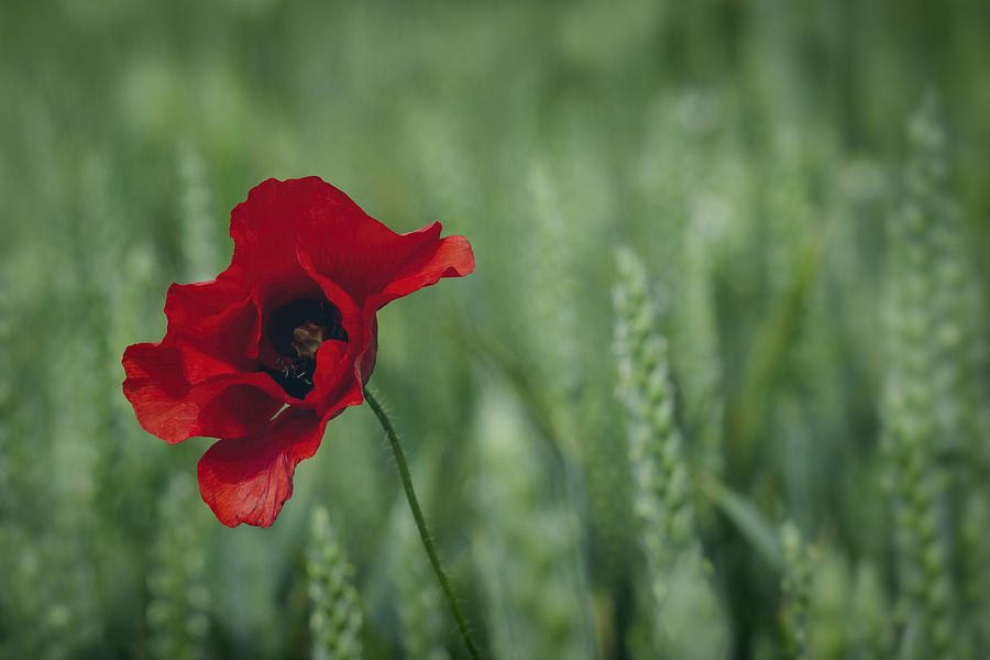 A Red Poppy Photograph