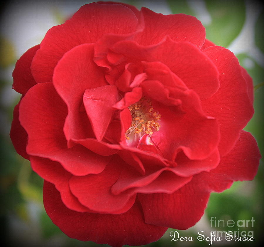 The Red Rose of June Photograph by Dora Sofia Caputo