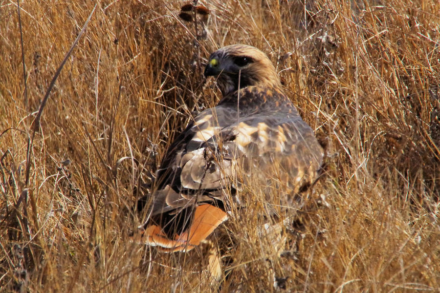 A Red Tailed Hawk Photograph