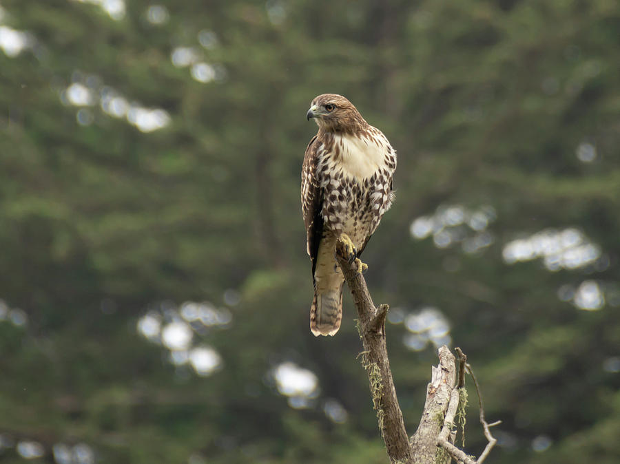 Hawk Photograph - A Red-Tailed Hawk Juvenile by Bruce Frye