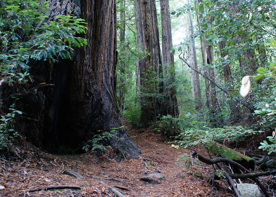 A Redwood Trail Photograph by Ben Upham III