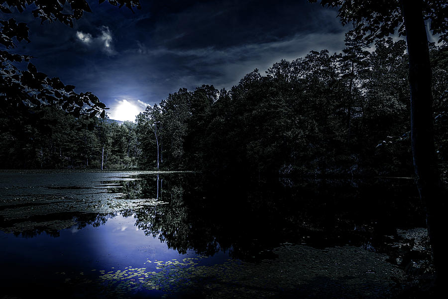 A Reflected Forest on a Lake with Lily Pads at night Photograph by ...