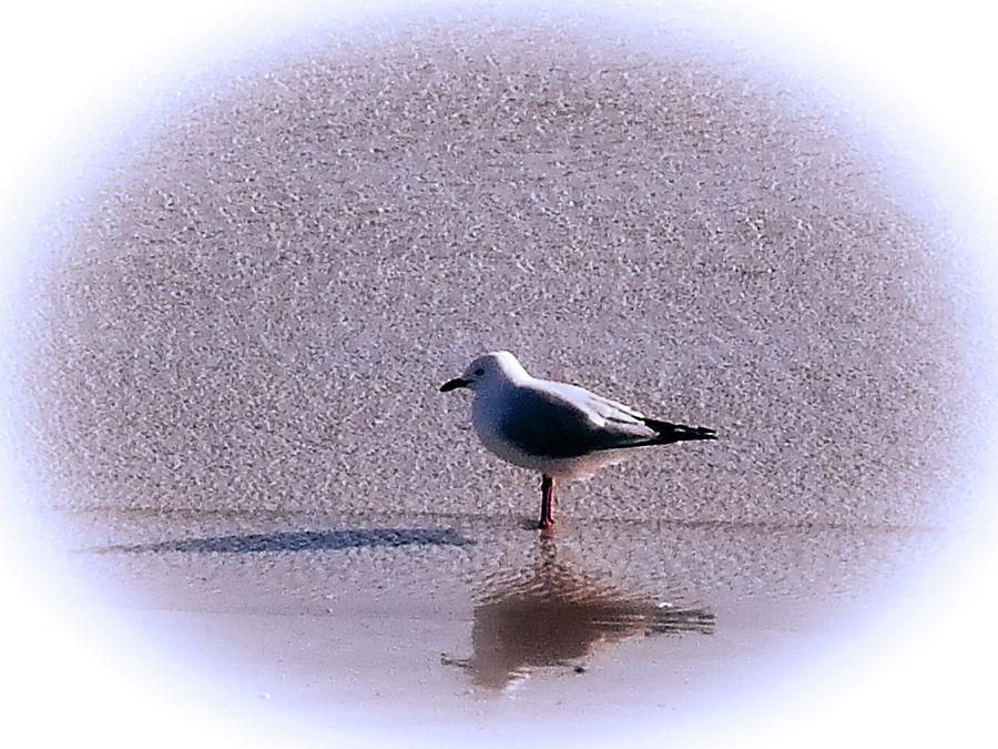 Seagull Photograph - A Reflection In Time by Tania Read