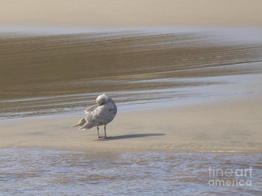 A seagull in a relaxing  scenery Photograph by Nili Tochner