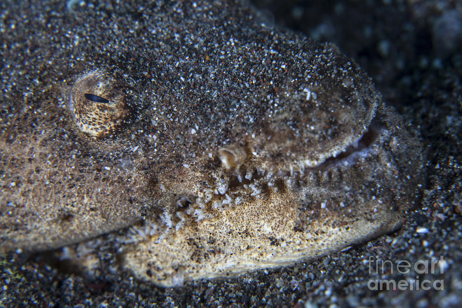 A Reptilian Snake Eel Hides In Sand Photograph