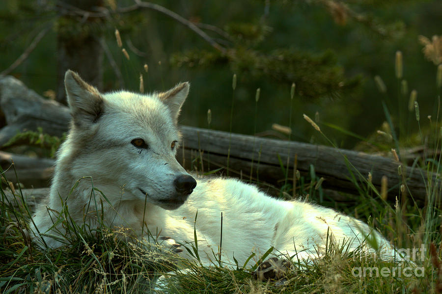A Resting Gray Wolf Photograph by Adam Jewell