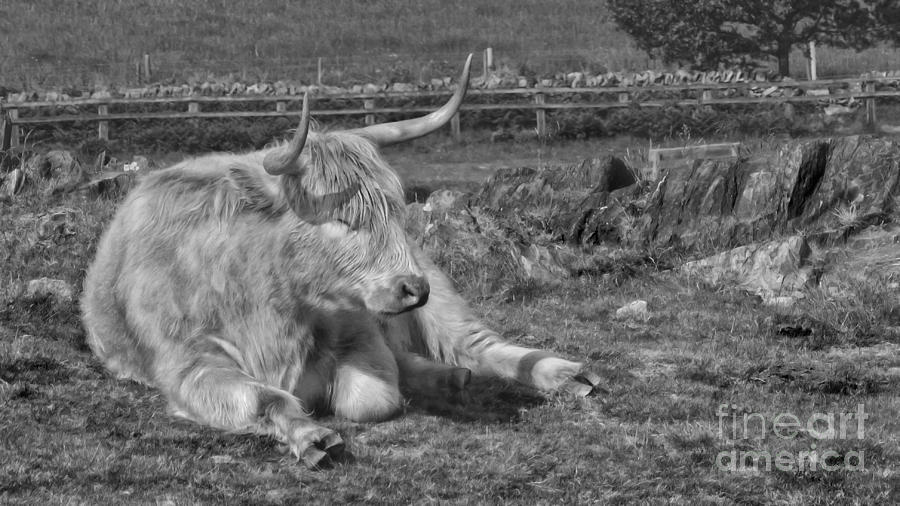 Unique Photograph - A Resting Highlander by Linsey Williams