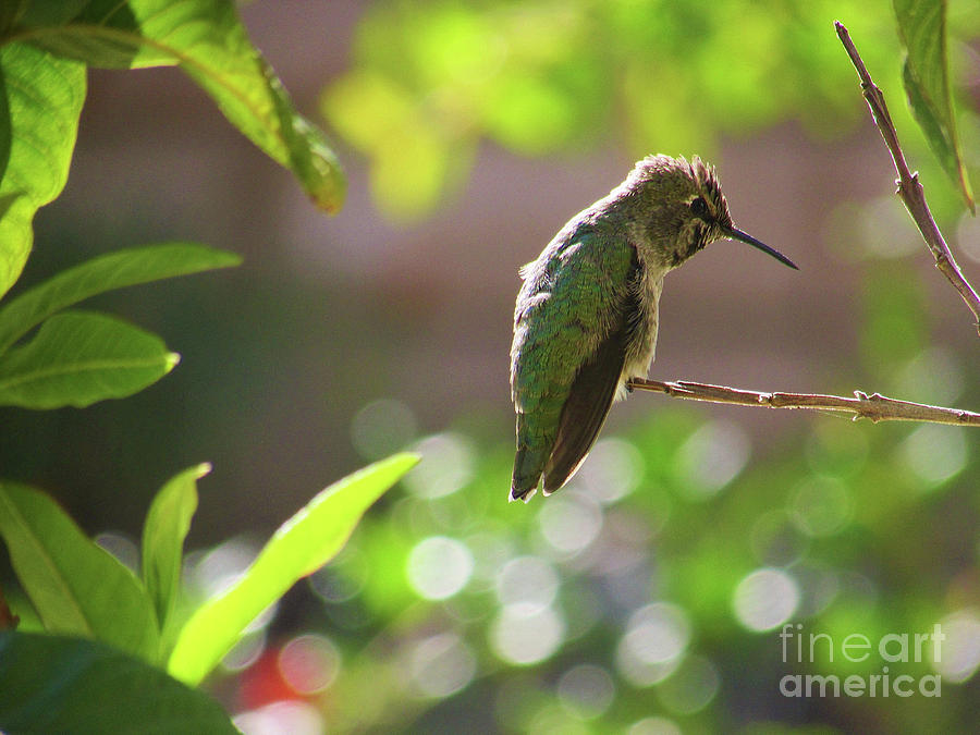A Resting Hummingbird Photograph by Hao Aiken