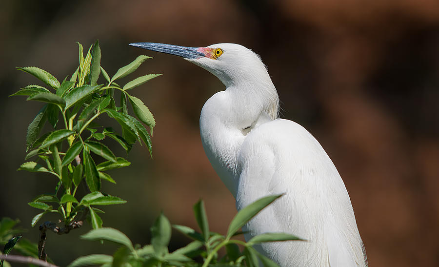 A Resting Snowy Egret  Photograph by Kenneth Albin