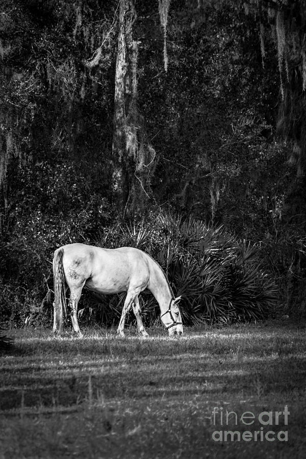 A Retired Lipizzans Life, Black and White Photograph by Liesl Walsh