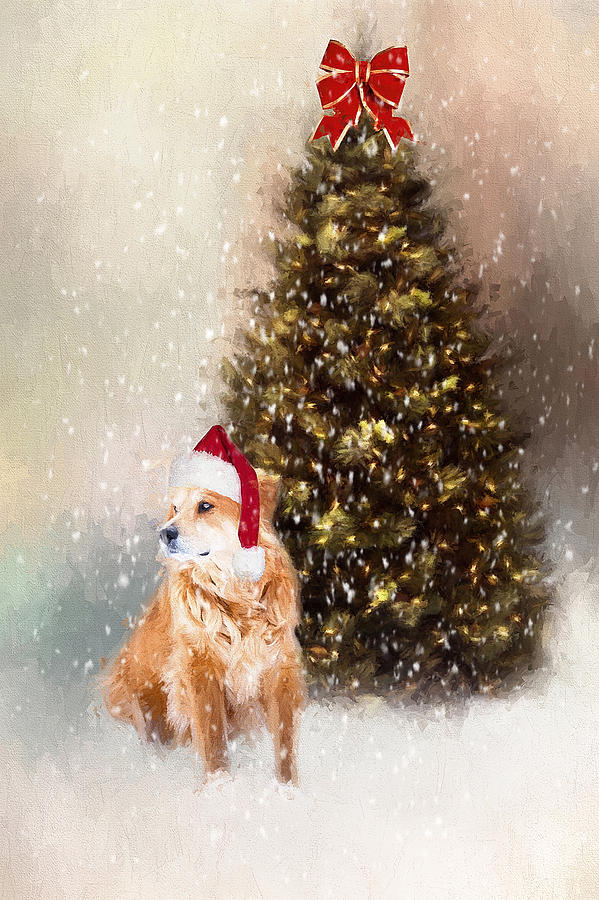 A Retriever kind of Christmas Photograph by Darren Fisher