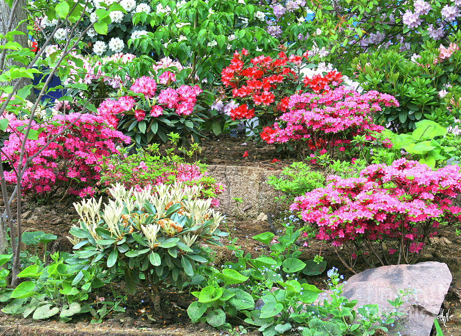 A Rhapsody of Rhododendrons Photograph by Victoria Harrington