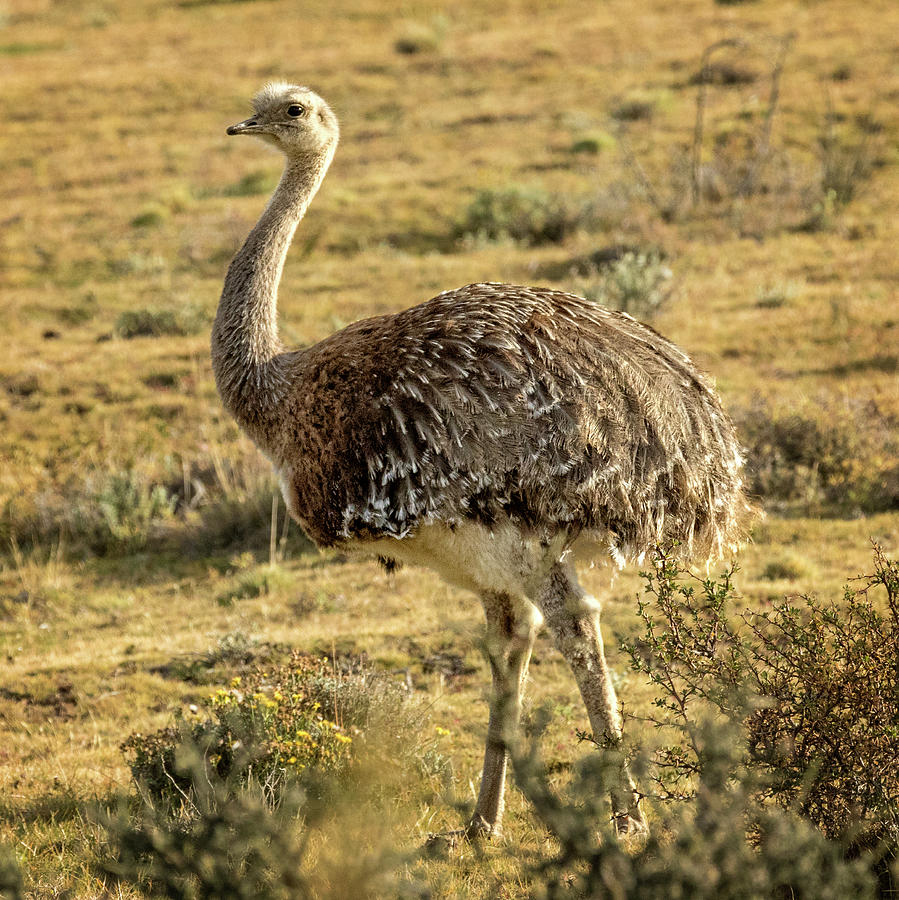 A Rhea in Argentina Photograph by Steven Upton
