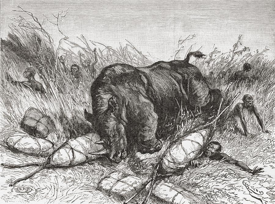 Animal Drawing - A Rhinoceros Attacks An Expedition In by Vintage Design Pics