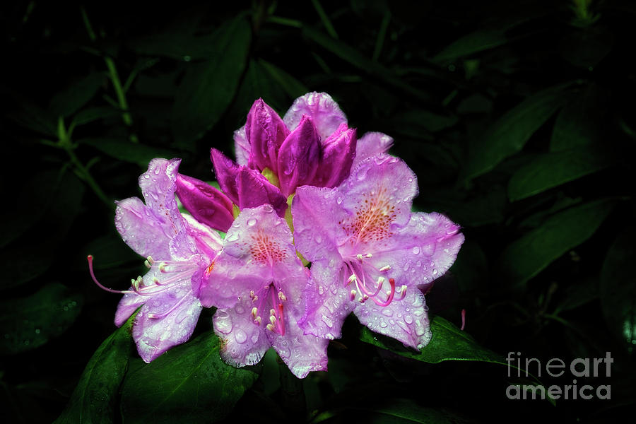 A Rhododendron bush, is a popular flowering bush and foundation plant Photograph by Dan Friend