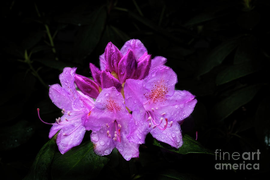 A Rhododendron flower Photograph by Dan Friend