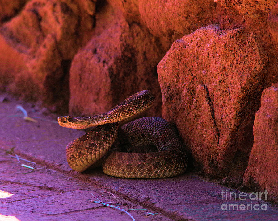 Animal Photograph - A riled up rattler by Jeff Swan