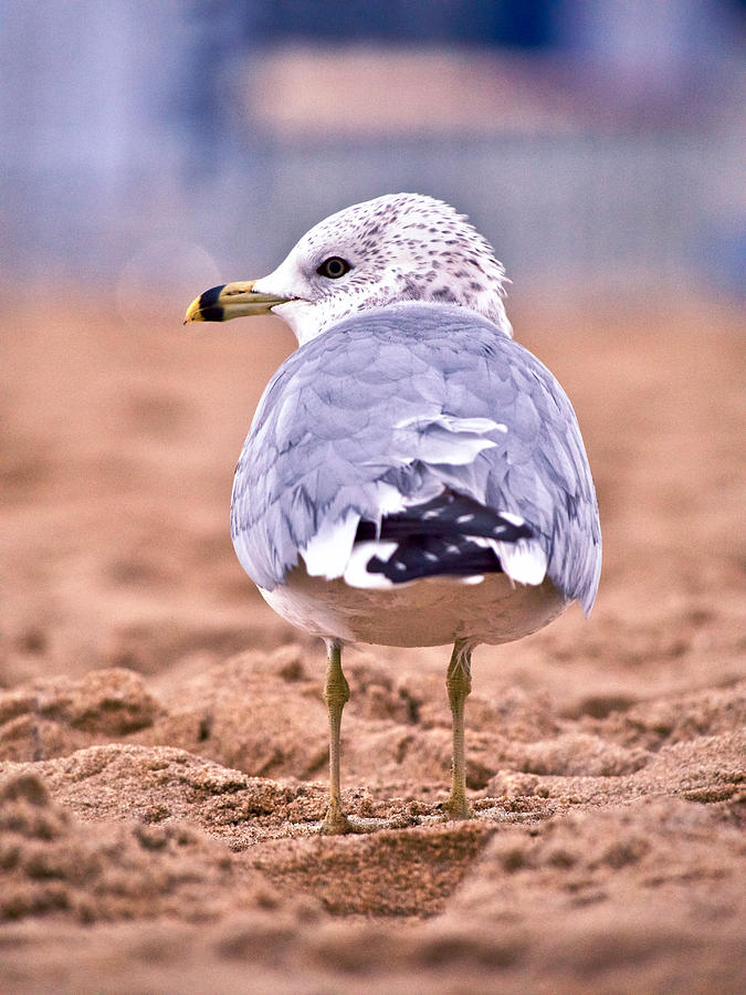 A Ring-billed Gull  Photograph by Rachel Morrison