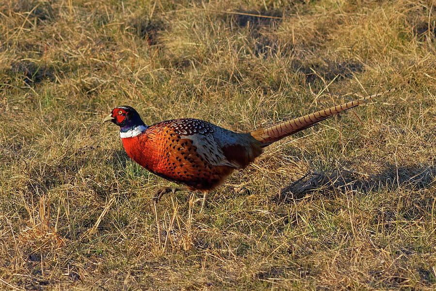 A Ring-necked Pheasant Walking in Grassland Photograph by Delmas Lehman ...