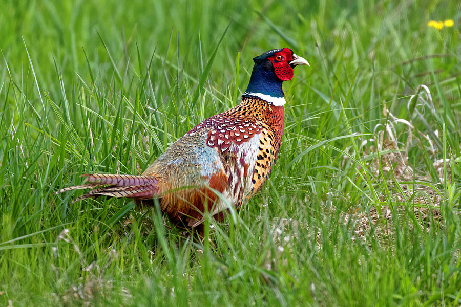 A Ring-necked Pheasant Walking in Tall Grass Photograph by Delmas ...