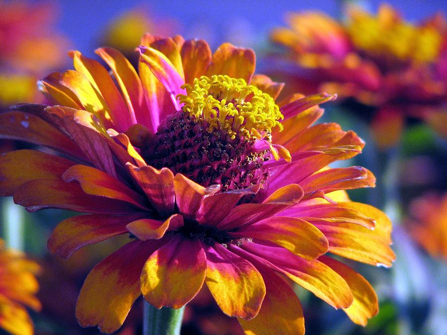 Flower Photograph - A Riot Of Color by Chris Anderson