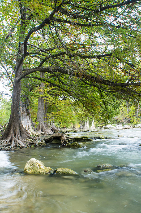 Tree Photograph - A river under bald cypress trees by Ellie Teramoto