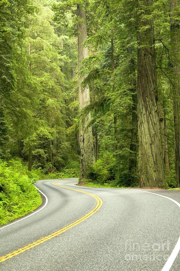 A Road Through Redwoods Photograph by Inga Spence A Road Through Redwoods Photograph by Inga Spence