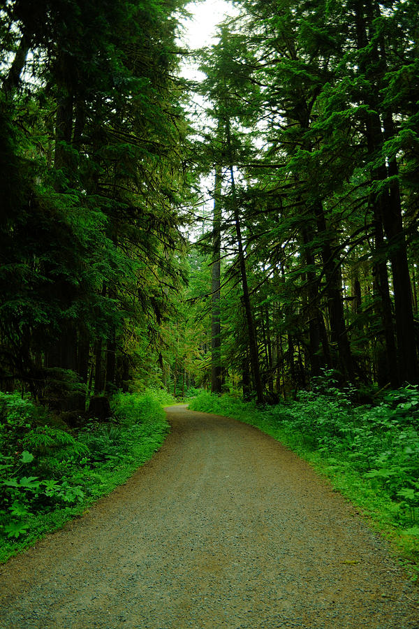 A road through the forest Photograph by Jeff Swan