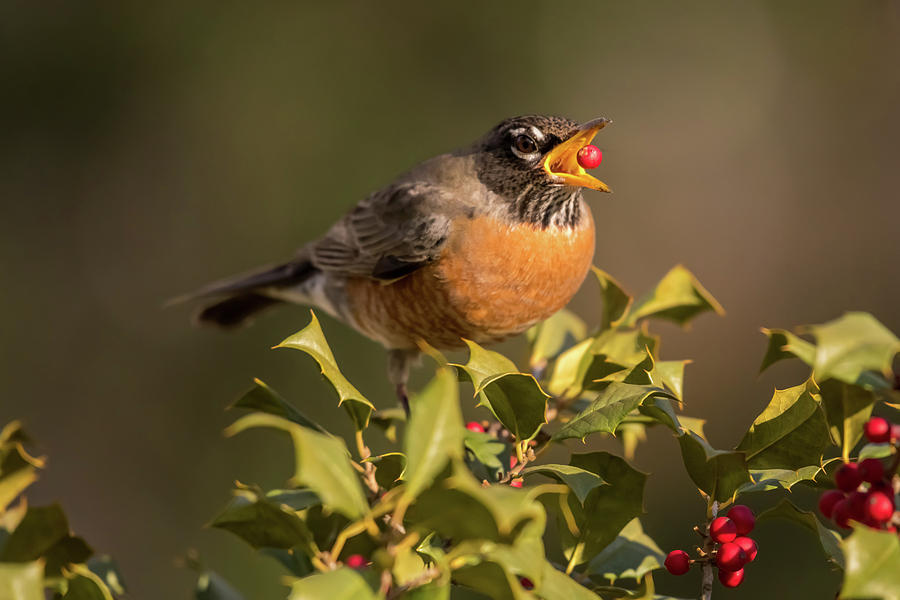 A Robin and Berry Photograph by Terry DeLuco