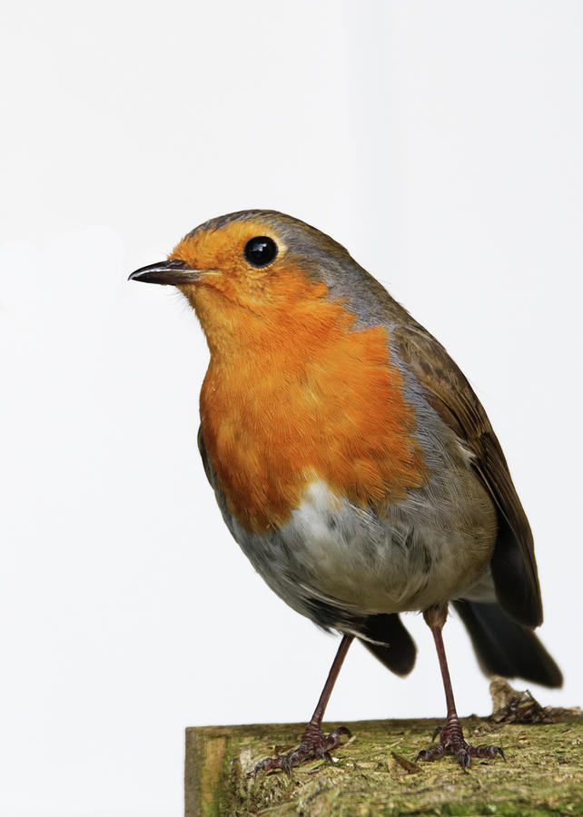 A robin Photograph by Chris Day