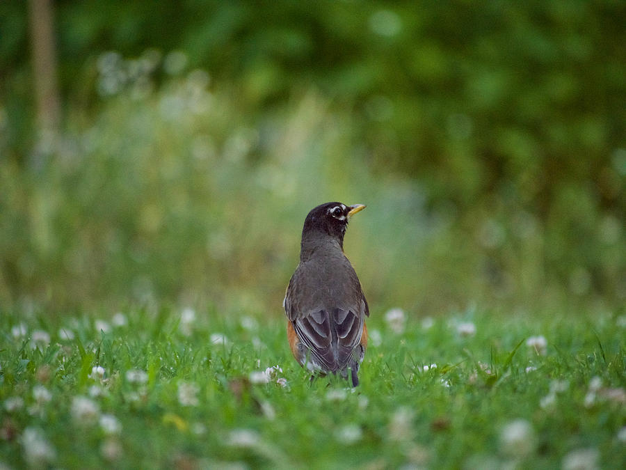 A Robin in June Photograph by Rachel Morrison