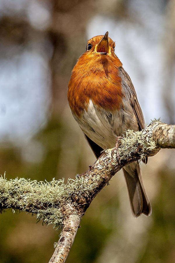 A Robins Song Photograph by W Chris Fooshee