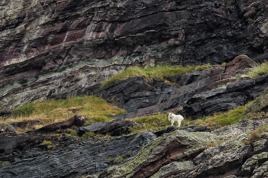 A Rocky Landscape and a Mountain Goat No. 1 Photograph by Belinda Greb