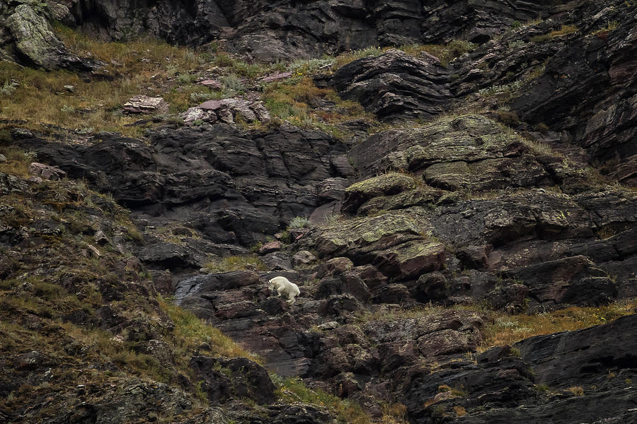 A Rocky Landscape and a Mountain Goat No. 2 Photograph by Belinda Greb