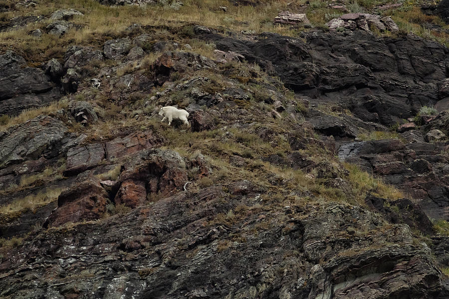 A Rocky Landscape and a Mountain Goat No. 4 Photograph by Belinda Greb