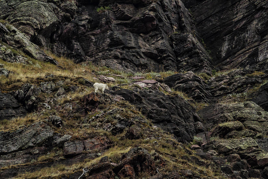 A Rocky Landscape and a Mountain Goat No. 5 Photograph by Belinda Greb