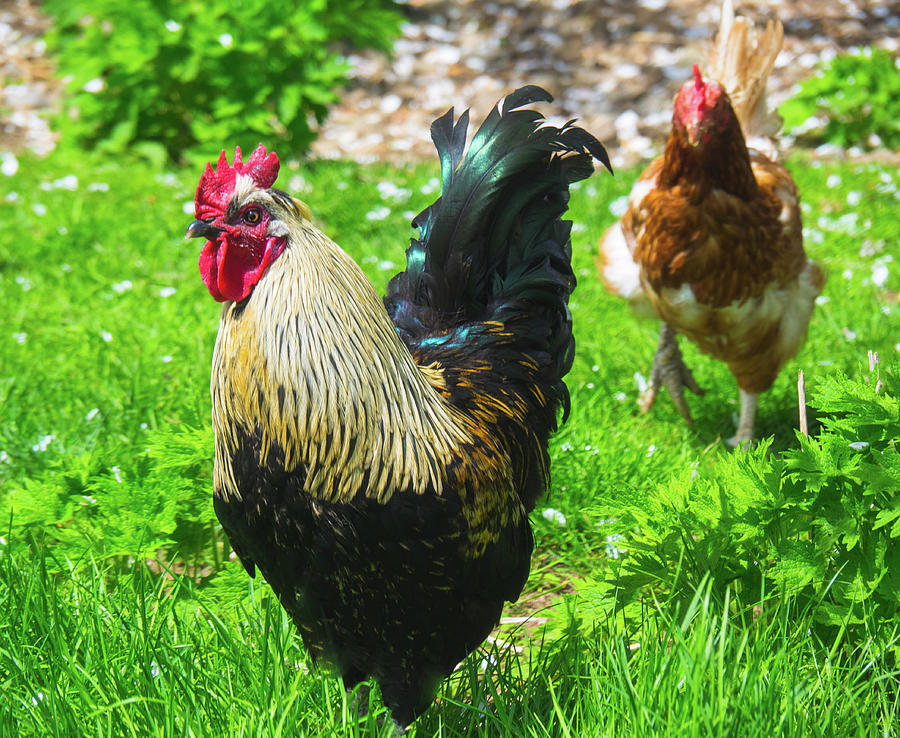 A rooster walking in the barnyard. Photograph by Lise Vanasse - Pixels