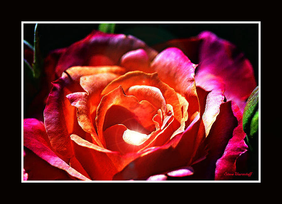 A Rose 4You Photograph by Steve Warnstaff