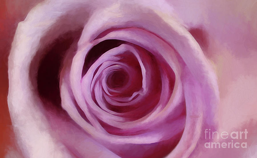 A Rose Abstract Photograph by Darren Fisher