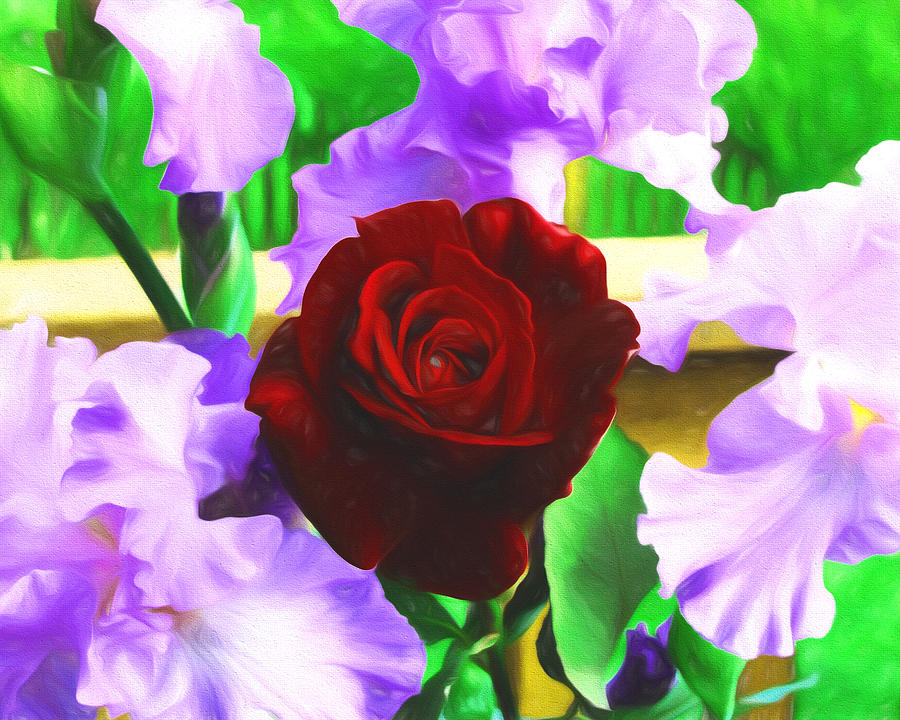 A Rose Among the Iris Photograph by John Freidenberg