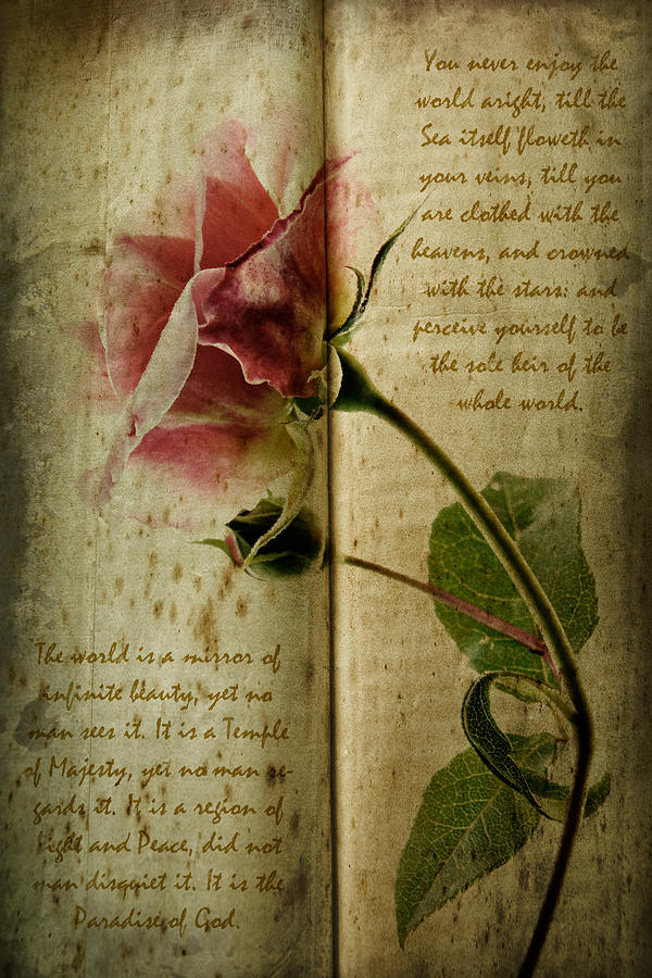 A Rose Photograph by Ann Garrett