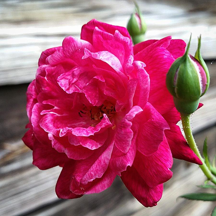 Nature Photograph - A Rose At The Living History Farm In by Karen Breeze