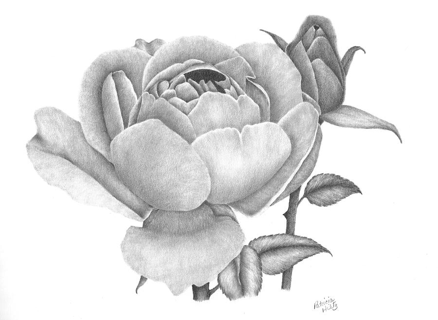 A Rose Bloom Drawing by Patricia Hiltz
