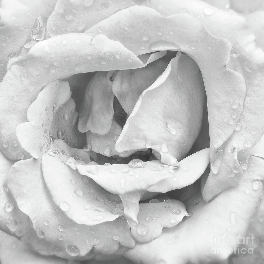 A Rose Bloom Photograph by Scott Cameron