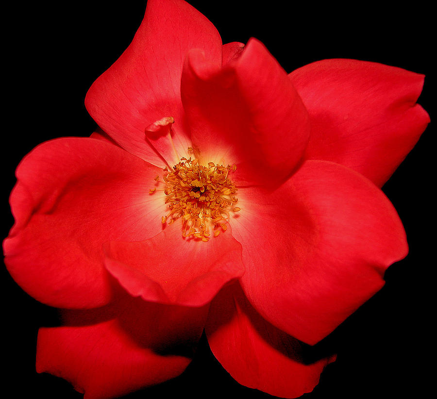 A Rose By Any Other Name Photograph by Dottie Dees - Fine Art America