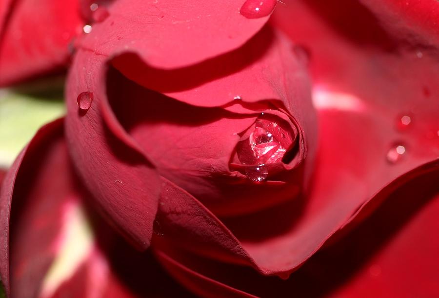 A Rose by any other name would smell as sweet..... Photograph by Martina Fagan